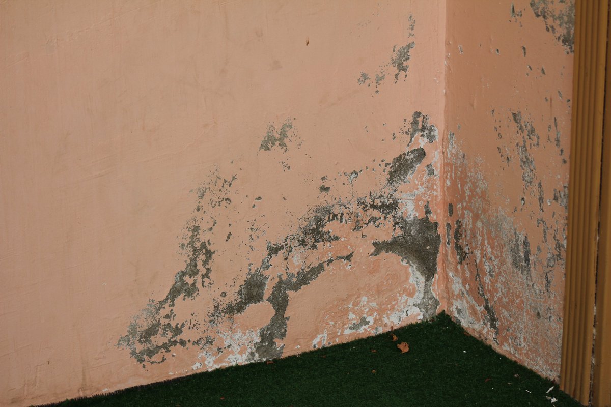 MOULD is fungus growing in your homes- bedroom, bathroom, kitchen, roof or in improperly stored grains. 

Persistent health issues linked to mould exposure include:

- Severe headaches

- Chronic cough 

-  Sneezing

- Respiratory

- Skin allergies 

- Nausea

- Bloating 

-