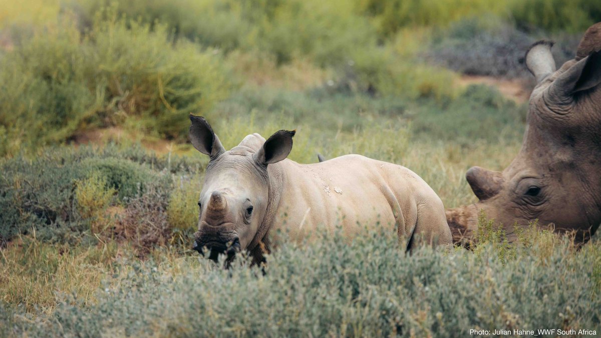 IUCN (@iucn) on Twitter photo How can we balance the needs of rhinos, the growing human population, and the ecosystems and #biodiversity that support them both?
IUCN’s new report sets out the guidelines for best #conserving rhinos in Africa.
bit.ly/4gKKaDJ <a href="/IUCNssc/">IUCN Species Survival Commission</a> How can we balance the needs of rhinos, the growing human population, and the ecosystems and #biodiversity that support them both?
IUCN’s new report sets out the guidelines for best #conserving rhinos in Africa.
bit.ly/4gKKaDJ <a href="/IUCNssc/">IUCN Species Survival Commission</a>