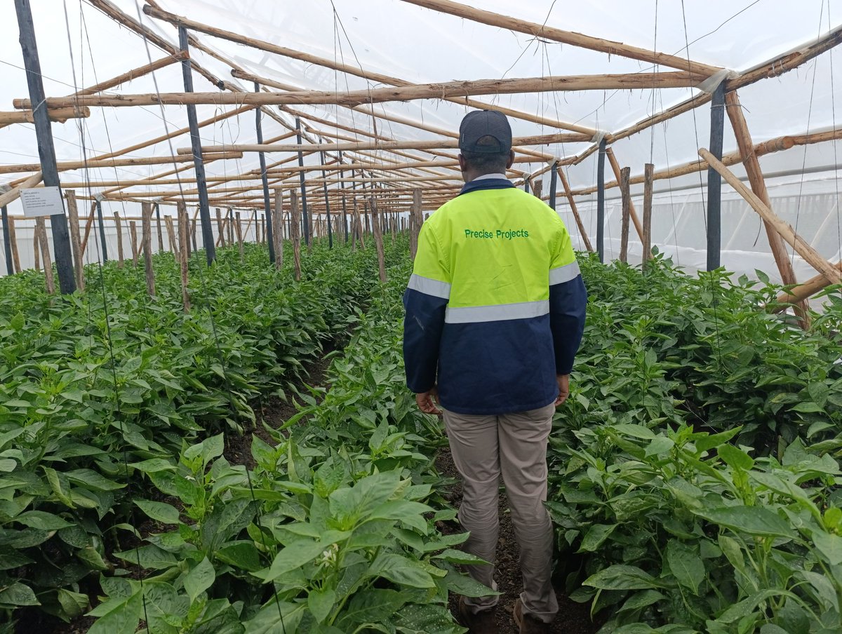 We feel proud witnessing our farmers' WINS💥, if the farmer makes a profit: we are happy 💯. 6 x 500sqm Greenhouses loaded with Peppers🫑💪🏼. Lets grow together 🤝 #greenhousegardening #irrigation