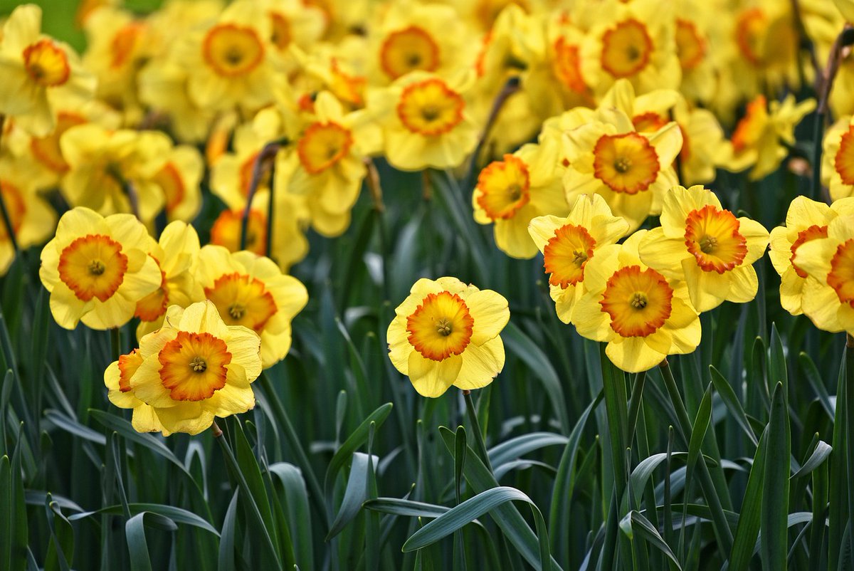 Find out more about #daffodils grown in #Cornwall as <a href="/Kenthegardener/">Ken Crowther</a> talks to Adrian Scamp of Scamp's Bulbs

Listen online now 👉 bit.ly/3EI8vwM

#daffodilseason #daffodils #bulbs #springbulbs🌷 #flowerbulbs #bulbseason