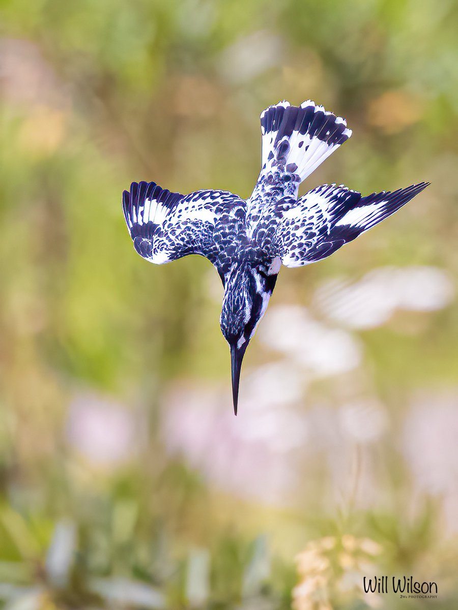 Pied Kingfisher diving for a meal…

📍Kigali, Rwanda.

#Rwanda #VisitRwanda #Birds #NaturePhotography
