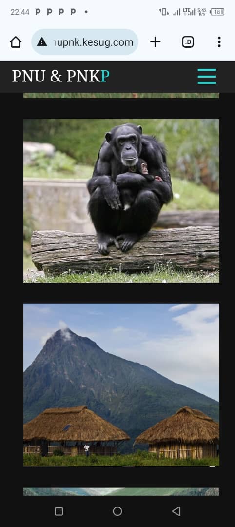 ProffacONG's tweet image. Par ces temps troubles, certaines personnes en profitent pour faire le traffic des chimpanzés de la RDC vers l&apos;Inde. Demain ce sera quoi ? Les bonobos, les okapis ? Ouvez les yeux !
lepoint.fr/societe/le-som…
@ALINGETEJULES_K @IccnRdc @CITES  @ConstantMutamba