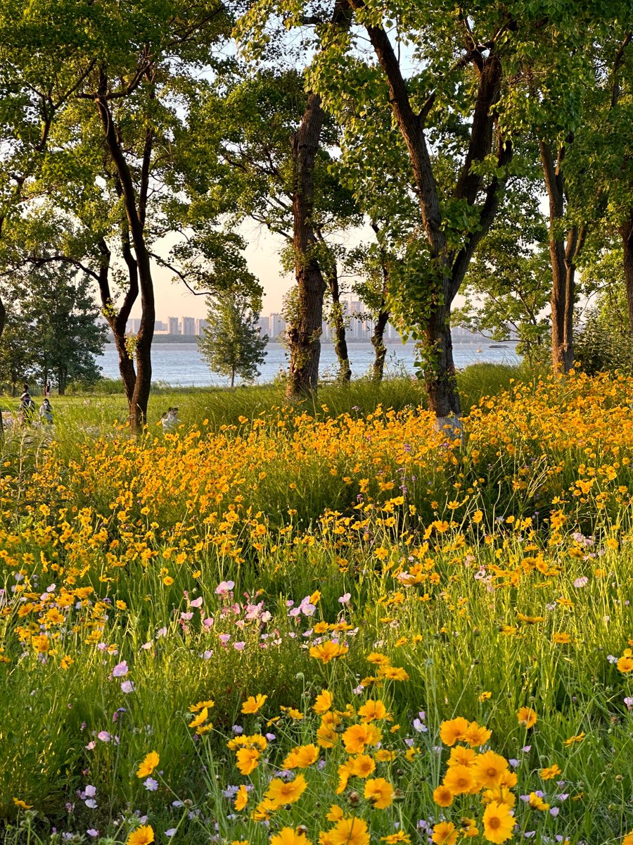 DiscoverNanjing's tweet photo. 🌿 POV: When you're running the Nanjing Half Marathon in March, you won't miss out on these beautiful views of Singapore Nanjing Eco Hi-tech Island.

#EcoCityNanjing @SNECONANJING https://t.co/HBtw2SCCO7