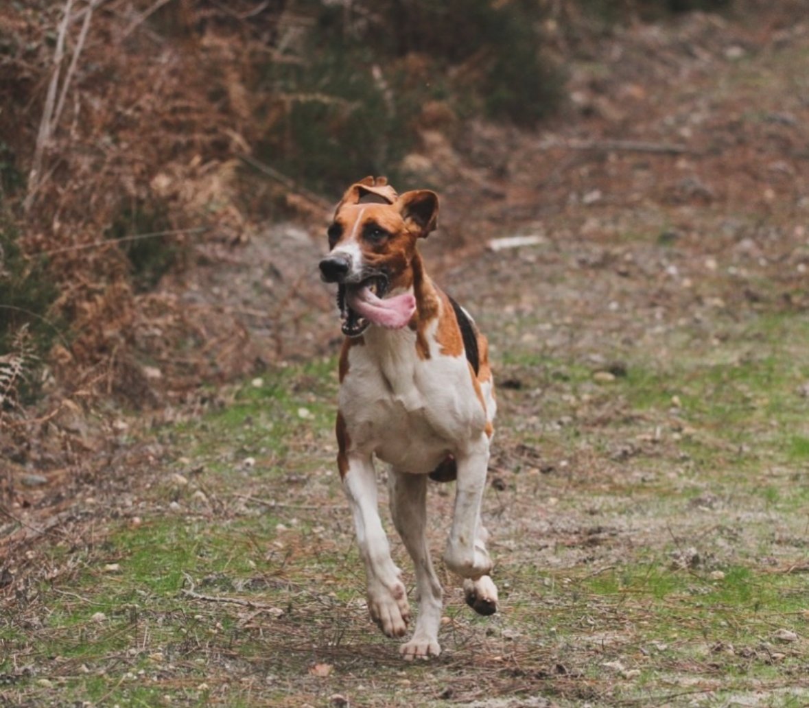 DansLaTraque's tweet photo. Sur la piste...

#biche #hunting #caza #cacciatore #jagd #jakt #chasse #hunter #chassetricolore #passionchasse #passionchien #chiencourant #chiendechasse #hunt #sanglier #wildboar by alexis.venerie https://t.co/1lHVarkTdM