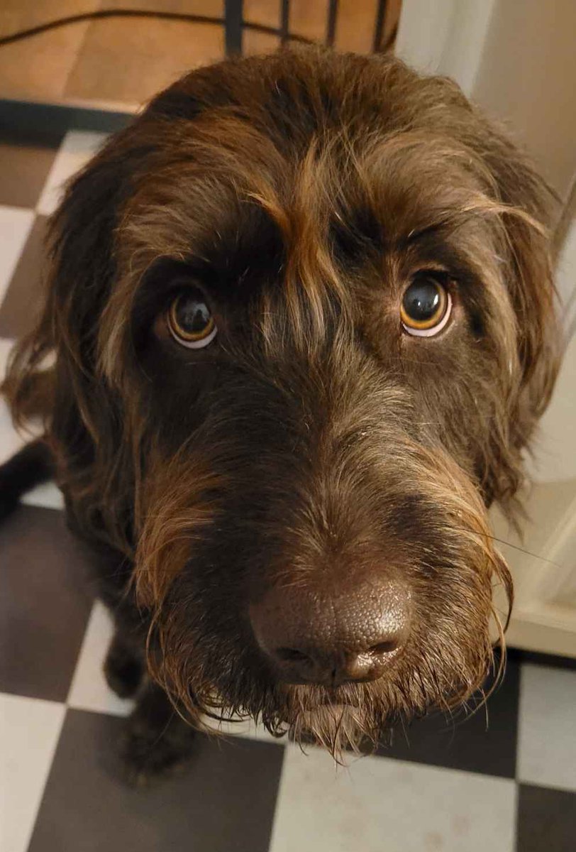 MonsterMazeYT's tweet photo. My dog has mastered the "Puss in Boots stare" to get what he wants https://t.co/RAUu9XZ9v5