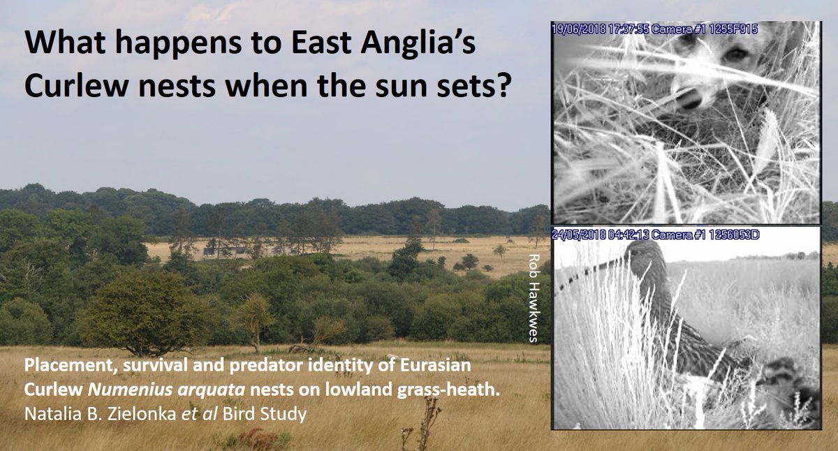 Graham Appleton (@grahamfappleton) on Twitter photo What camera traps are you using?
New 'Fox on the run' paper in Ecology & Evolution compares effectiveness of different types:
onlinelibrary.wiley.com/doi/pdf/10.100β¦
WaderTales blogs about fox predation, with camera footage:
wadertales.wordpress.com/2020/02/24/curβ¦
#ornithology #waders #shorebirds What camera traps are you using?
New 'Fox on the run' paper in Ecology & Evolution compares effectiveness of different types:
onlinelibrary.wiley.com/doi/pdf/10.100β¦
WaderTales blogs about fox predation, with camera footage:
wadertales.wordpress.com/2020/02/24/curβ¦
#ornithology #waders #shorebirds