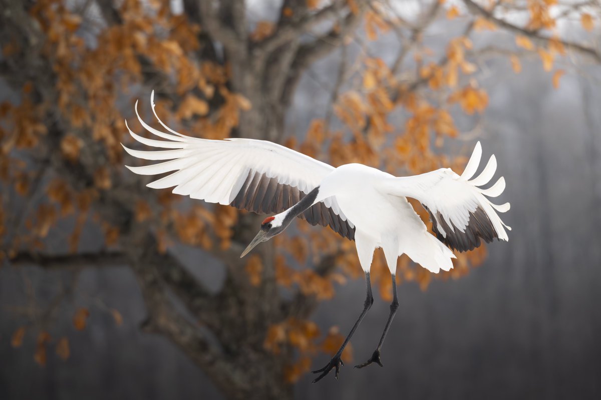 Sounosuke_miz's tweet image. 丹頂の舞い降りる姿が美しすぎました！！