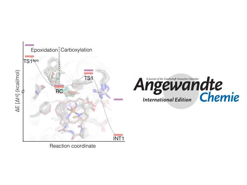 IQCC UdG (@iqccudg) on Twitter photo Check our latest work about Divergent Oxidation Reactions of E- and Z-Allylic Primary Alcohols by an Unspecific Peroxygenase by <a href="/CrisDuran25/">Cristina Duran</a> <a href="/silviaosu/">Silvia Osuna</a> in collaboration with W. P. Unsworth and G. Grogan in <a href="/angew_chem/">Angewandte Chemie</a>
#NewPaperIQCC <a href="/TCBioSys/">TCBioSys</a> <a href="/UdGRecerca/">UdG Recerca</a>
udg.edu/ca/instituts/q… Check our latest work about Divergent Oxidation Reactions of E- and Z-Allylic Primary Alcohols by an Unspecific Peroxygenase by <a href="/CrisDuran25/">Cristina Duran</a> <a href="/silviaosu/">Silvia Osuna</a> in collaboration with W. P. Unsworth and G. Grogan in <a href="/angew_chem/">Angewandte Chemie</a>
#NewPaperIQCC <a href="/TCBioSys/">TCBioSys</a> <a href="/UdGRecerca/">UdG Recerca</a>
udg.edu/ca/instituts/q…