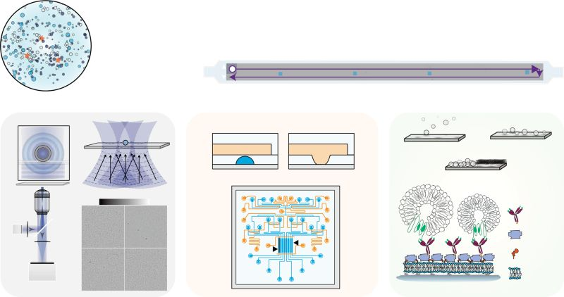 TayfunTatar's tweet photo. It is not a secret that EV-based applications are greatly in the need of a well-developed label free biosensing platform that brings sensitivity, high-throughput, and molecular fingerprinting together.
#extracellularvesicles #exosomes #EVcharacterization #singleparticle https://t.co/TeiUjcu9wf