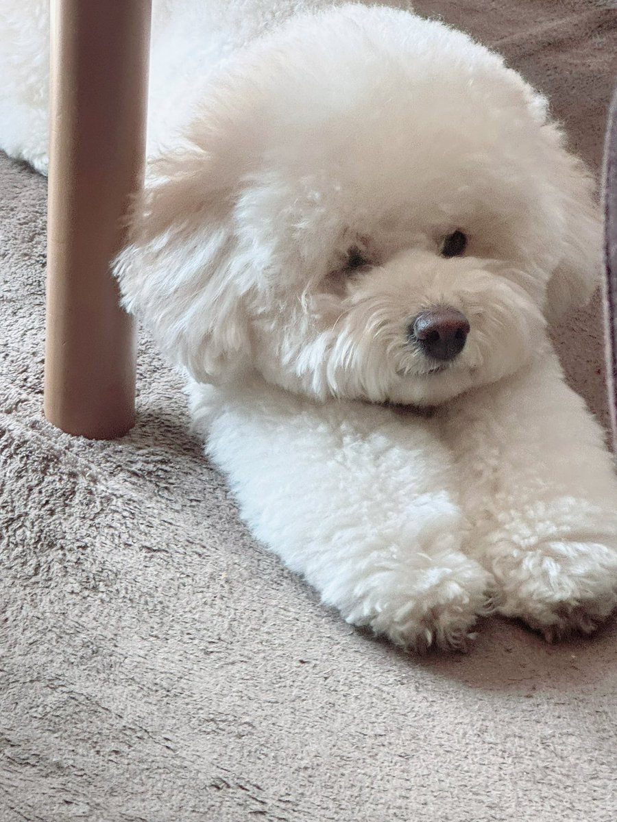 chloechaaaan's tweet photo. のびーーー( ◜𖥦◝ ) https://t.co/Ixh7xYvMap