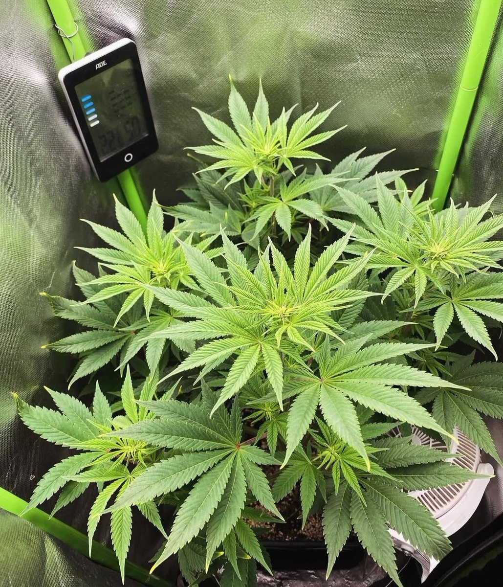 KannabiaSeeds's tweet photo. 🔥HELLFIRE OG🤘 by #KannabiaSeeds 🌱 @IntKannabia @Kannabia_Samen @Kannabia_US
📷 Credits: (IG) @bionic_grower_ ¡Gracias! 🙏😍🧡💚
ℹ️ #HellfireOG #Seeds ➡️ https://t.co/VzppInf3tO
Fem ♀️
Hellfire OG X White Widow
Indica dominant hybrid
-35% #descuento #HighLevels #Promo 💚🚀
