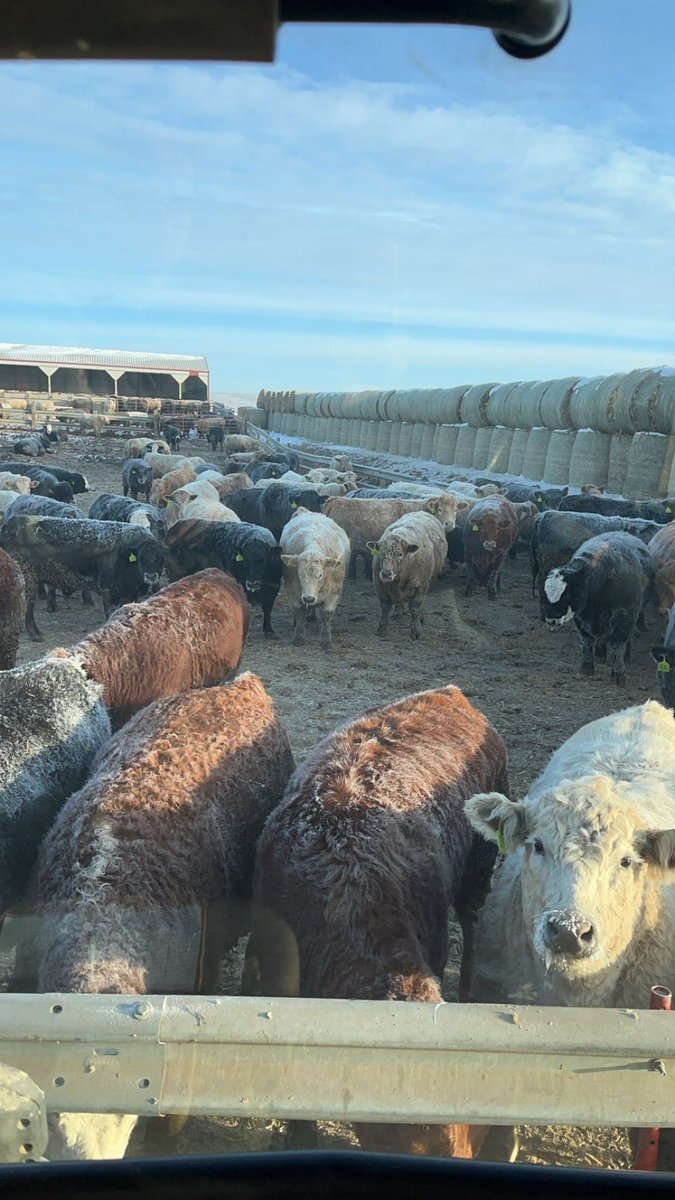 DylanRus's tweet image. -18 right now but all the water tanks are open so that’s good enough for me!