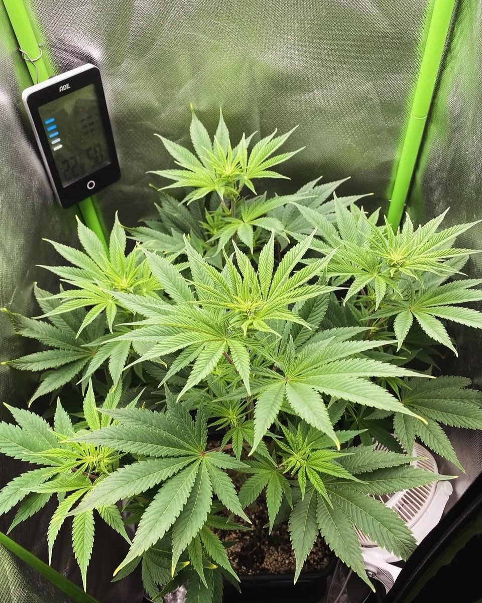KannabiaSeedsDE's tweet photo. 🔥 HELLFIRE OG von #KannabiaSeeds 🌱 @IntKannabia @Kannabia_Samen @Kannabia_US
📷 Credits: (IG) @bionic_grower_ Dankeschön! 🙏😍🧡💚
ℹ️ #HellfireOG #Samen ➡️ https://t.co/ffCeoeCmRG
Fem ♀️
Hellfire OG X White Widow
Hybride mit Indicadominanz
-35% #Rabatt #HighLevels #Promo https://t.co/kmLwGE5Hib