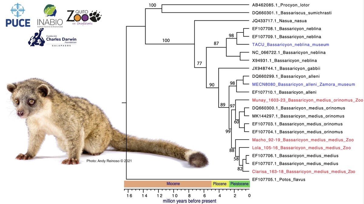 Daniel Chavez (@danielc23028196) on Twitter photo How to rapidly sequence the DNA of endangered species in the global south. Check out my latest work on the super cute olingos !!! <a href="/frozenzoo/">Oliver Ryder</a>
prepirnt: doi.org/10.1101/2025.0…
Great local collaboration <a href="/PUCE_Ecuador/">PUCE Ecuador</a>, <a href="/zoologicoquito/">ZoologicoQuito</a>, <a href="/DarwinFound/">Charles Darwin Foundation-Fundación Charles Darwin</a>, <a href="/INABIO_EC/">INABIO.EC</a> How to rapidly sequence the DNA of endangered species in the global south. Check out my latest work on the super cute olingos !!! <a href="/frozenzoo/">Oliver Ryder</a>
prepirnt: doi.org/10.1101/2025.0…
Great local collaboration <a href="/PUCE_Ecuador/">PUCE Ecuador</a>, <a href="/zoologicoquito/">ZoologicoQuito</a>, <a href="/DarwinFound/">Charles Darwin Foundation-Fundación Charles Darwin</a>, <a href="/INABIO_EC/">INABIO.EC</a>