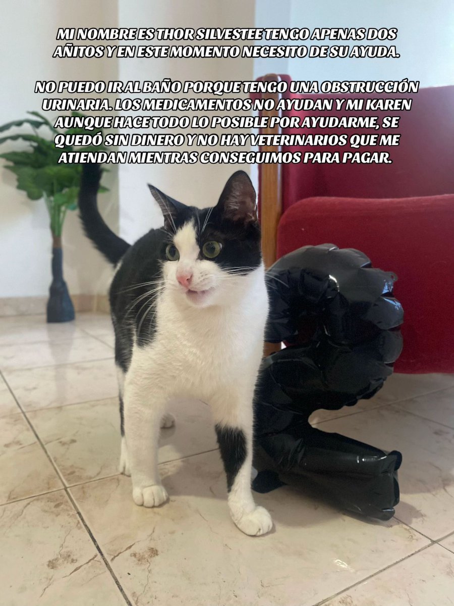 Itskatherinne's tweet photo. Él es Thor, mi gato hace dos años. En este momento se encuentra muy enfermo debido a una obstrucción urinaria, los medicamentos no ayudan, no come, no va al baño y solo permanece acostado. 

#gatos  #fyp #parati #venezuela #grwm #ayuda 

#TikTok https://t.co/gbNILbYpsj https://t.co/zWVB6CN8yL