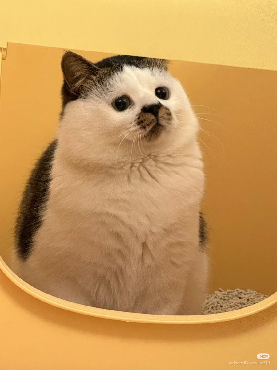 nocontextscats's tweet photo. 🥺 https://t.co/vZRa6wHDzp