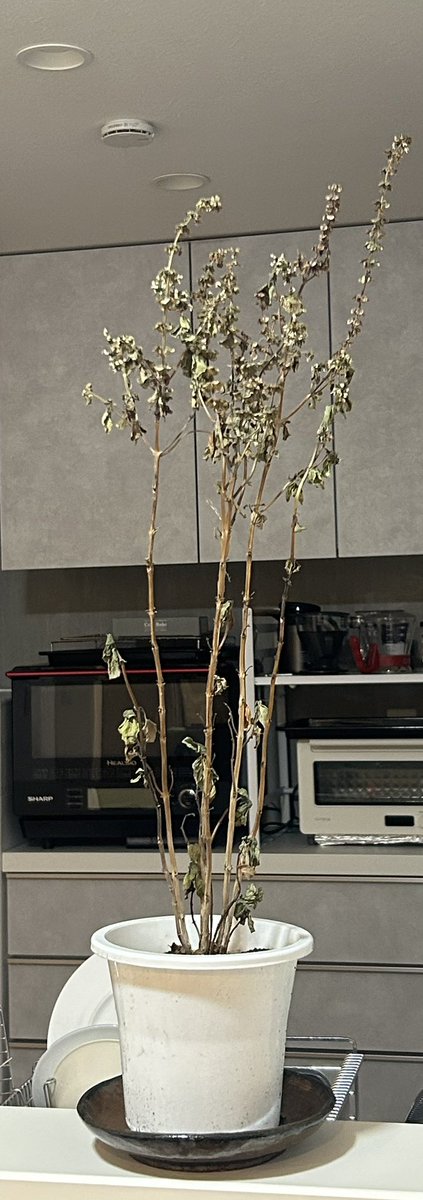 pccm_msc's tweet image. たまたま臨床業務の忙しかった一週間の成れの果て。私のお肌も同様の変化を遂げている…