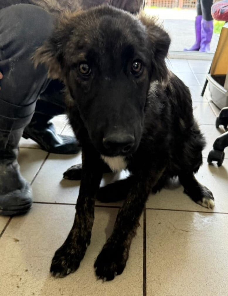 Meet Stark 💙

Stark is approx 1 years old and is so cute!
He is very shy but with time and patience, he will thrive!
Stark needs a patient home who will allow him time to decompress.
He can live with dogs and can be cat and child tested.

Apply: pawprints2freedom.co.uk/apply