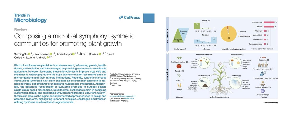 Akos T. Kovacs (@evolvedbiofilm) on Twitter photo Excited to share our new overview on synthetic community construction published in <a href="/TrendsMicrobiol/">Trends in Microbiology</a>
@Xinming_Xu & <a href="/neftalyl/">Carlos N. Lozano-Andrade</a> together with <a href="/CajaDinesen/">Caja Dinesen</a> & <a href="/AdelePioppi/">Adele Pioppi</a> summerize 86 publications on SynComs for plant promotion
free download link: authors.elsevier.com/a/1kdNr_,2CiQu… Excited to share our new overview on synthetic community construction published in <a href="/TrendsMicrobiol/">Trends in Microbiology</a>
@Xinming_Xu & <a href="/neftalyl/">Carlos N. Lozano-Andrade</a> together with <a href="/CajaDinesen/">Caja Dinesen</a> & <a href="/AdelePioppi/">Adele Pioppi</a> summerize 86 publications on SynComs for plant promotion
free download link: authors.elsevier.com/a/1kdNr_,2CiQu…