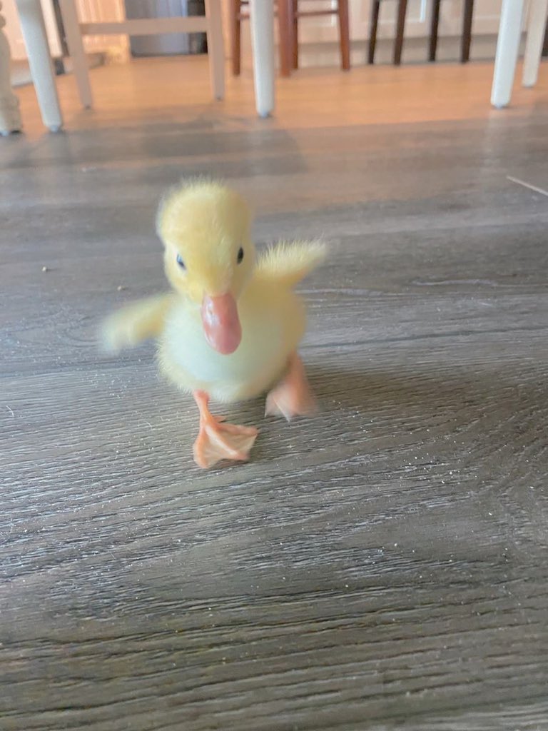 kyhjonjal's tweet photo. 푸드duck 푸드duck 

아주이뿐아기오리 
자신의이름이들리면 하던일을모두멈추고 이름이불린방향으로오도도뛰어가는 아주귀여운아기오리 눈꼬리는휘어질듯이웃으며노란털을휘날리며달려옴 아직찌끄만날개때문에날지도못하면서 날개를푸드덕거리면서꽁지빠져라달려옴 https://t.co/gZxUs14icd