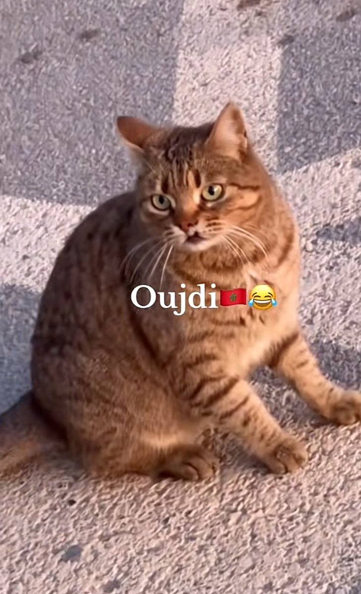 Reda tu connais tweet media