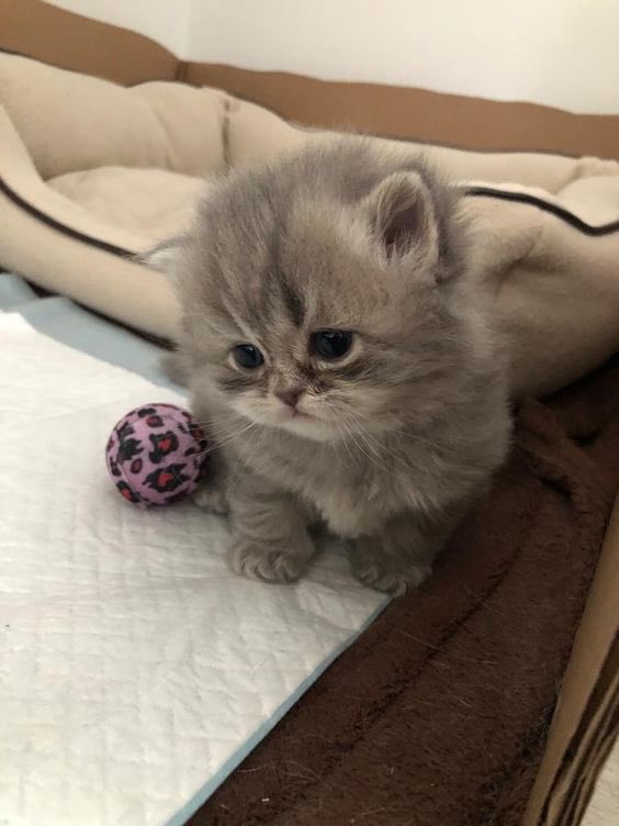 no work no school just meow meow