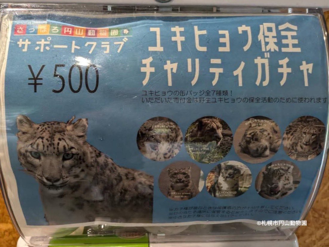 札幌市円山動物園さんより、チャリティガチャによるご寄付（89,511円）をいただきました！
ご寄付は #ユキヒョウ 生息国での活動に大切に活用させていただきます🏔️✨

チャリティガチャにご参加いただいた皆さま、
動物園の皆さま、ありがとうございました🐆🐆！！

#チャリティ #円山動物園 #ガチャ