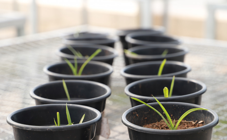 🌳Naturatins promove ações de conservação da Bromelia braunii 🌱, espécie em risco no Cerrado

Iniciativa alia ciência e tecnologia🧑‍💻 para multiplicar e reintroduzir espécies ameaçadas em seu habitat natural

Saiba mais➡️surl.li/jozlzj