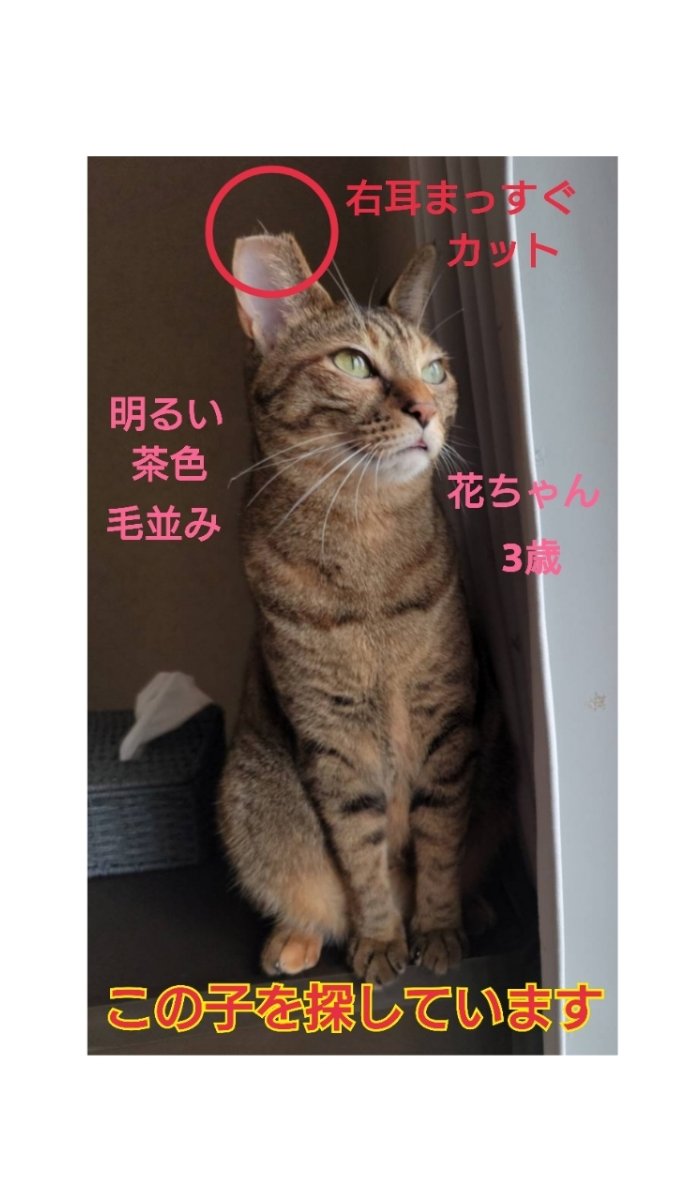 squirrelemi's tweet photo. 猫を探しています。花ちゃん3歳。麦わら猫または、茶系のキジトラ。2024年4月11日に横浜市金沢区富岡東の自宅から外に出てしまい行方不明のままです。些細な情報でもありましたら教えて下さい
#猫を探しています 
#拡散希望 
#リポストお願いします  
#横浜市金沢区 https://t.co/JCySoRMCBK