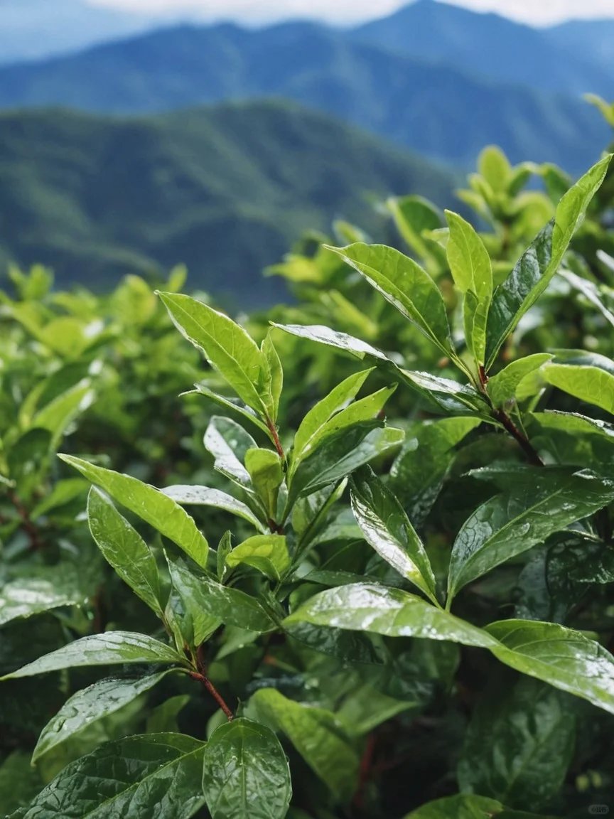 人生はお茶のようです。苦さの後には、甘さがあります。一杯一杯を心をこめて味わい、人生の味わいをより豊かにしましょう