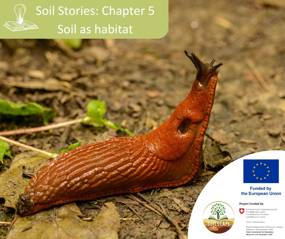 SOILSCAPE Project (@soilscape_eu) on Twitter photo 💡Soil Stories: Chapter 5 - Soil as a Habitat
📣Soil is alive! A single teaspoon of healthy soil contains more microorganisms than there are people on Earth. Isn’t that amazing?
<a href="/HorizonEU/">Horizon Europe 🇪🇺</a> <a href="/EUScienceInnov/">EU Science & Innovation 🇪🇺</a> <a href="/UNESCOVenice/">UNESCO Venice Office</a>
#soilscape #MissionSoil #SoilAwareness #SoilStories 💡Soil Stories: Chapter 5 - Soil as a Habitat
📣Soil is alive! A single teaspoon of healthy soil contains more microorganisms than there are people on Earth. Isn’t that amazing?
<a href="/HorizonEU/">Horizon Europe 🇪🇺</a> <a href="/EUScienceInnov/">EU Science & Innovation 🇪🇺</a> <a href="/UNESCOVenice/">UNESCO Venice Office</a>
#soilscape #MissionSoil #SoilAwareness #SoilStories