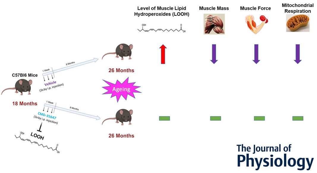 Journal of Physiology (@jphysiol) on Twitter photo This study by Jacob L. Brown (<a href="/AM_OMRF/">Aging and Metabolism Research Program</a>) et al. shows that #pharmacological interventions designed to reduce lipid hydroperoxides might be effective for preventing #sarcopenia 🔍 🔬
📜 Read the #Research here: buff.ly/3ER9lao This study by Jacob L. Brown (<a href="/AM_OMRF/">Aging and Metabolism Research Program</a>) et al. shows that #pharmacological interventions designed to reduce lipid hydroperoxides might be effective for preventing #sarcopenia 🔍 🔬
📜 Read the #Research here: buff.ly/3ER9lao
