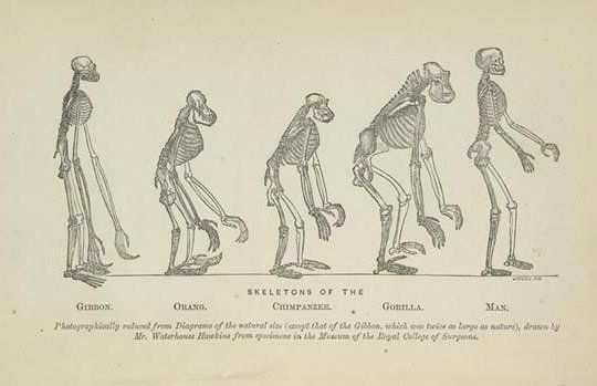 FossilHistory's tweet image. “Hurrah the monkey book has come!” Charles Darwin wrote to Thomas Huxley today in 1863, after receiving his new book, Man's Place in Nature. Huxley called human origins "the question of questions" for humankind, "a problem which underlies all others."