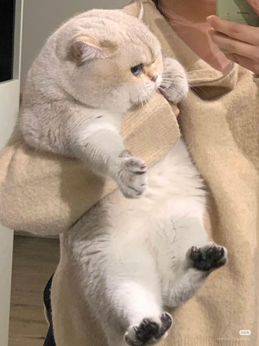 No Context Cats (@nocontextscats) on Twitter photo 