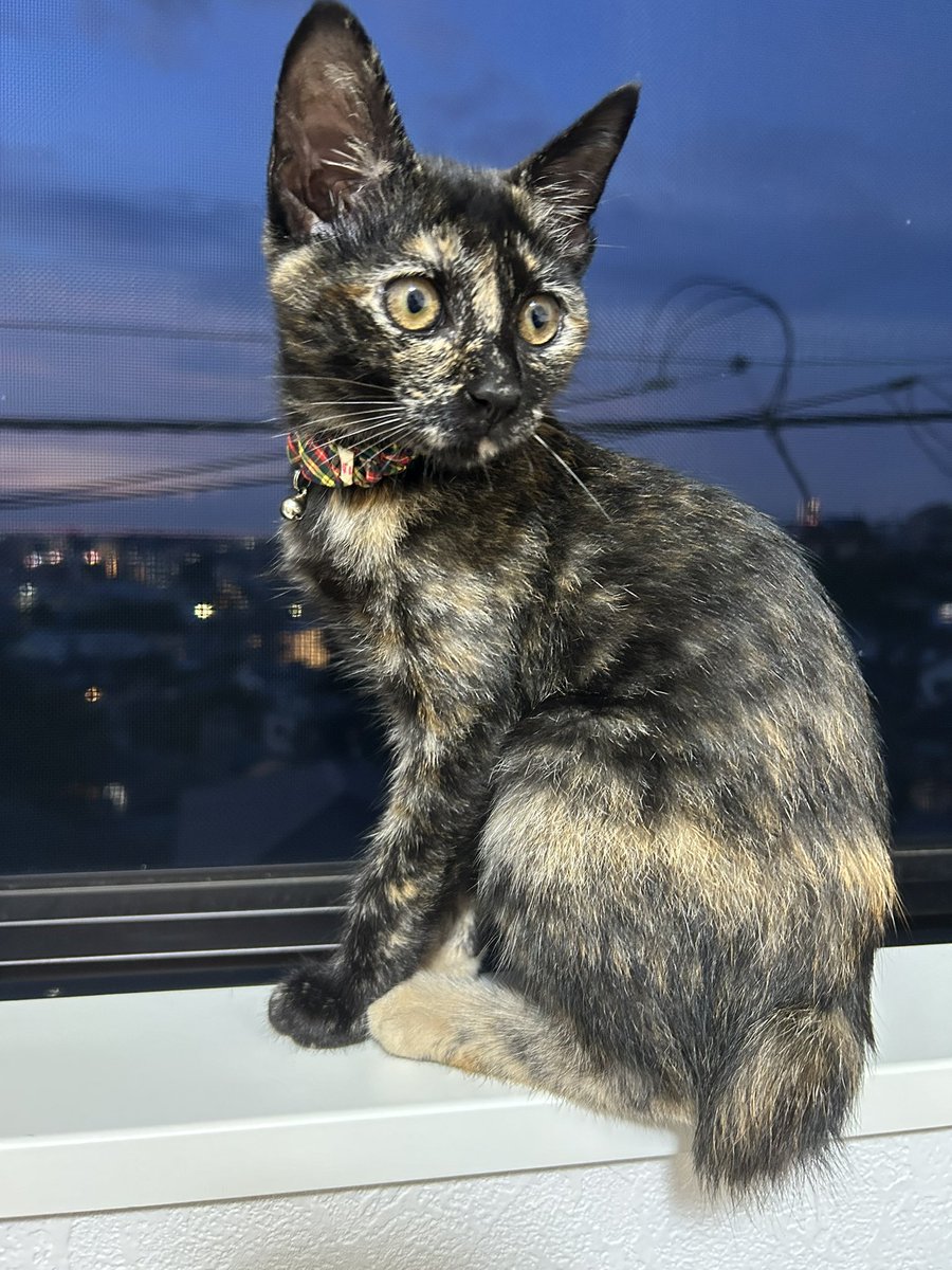 サビ猫はいいぞ