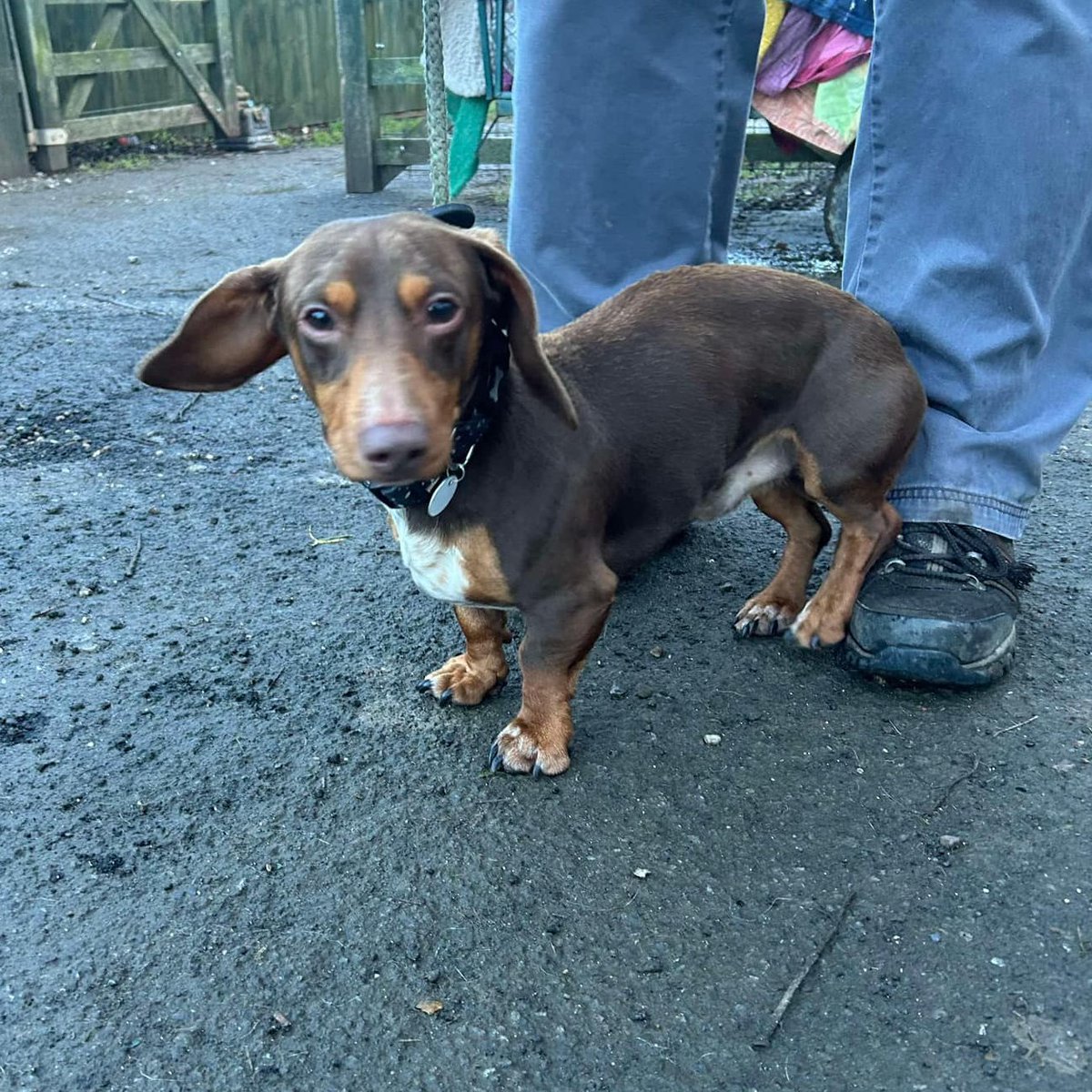 Little REGGIE is in #Lincolnshire and still looking for his forever family
This little boy is about 3 yrs old. He  is a lovely boy  who absolutely loves being being fussed but can be very nervous of new people, it takes him a little while to trust
imminghamdogshome.org/form/
#hull