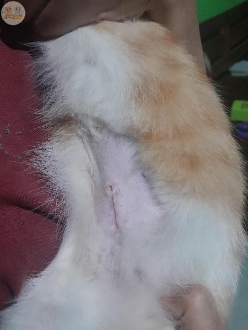 KochengFess v2 tweet media