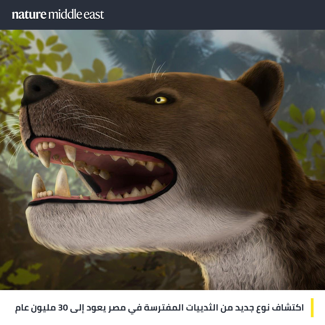 NatMiddleEast's tweet photo. 📢 توصل فريق بحثي بقيادة مصرية إلى اكتشاف جمجمة شبه مكتملة لنوع جديد من الثدييات المفترسة المنقرضة من فصيلة الهاينودونتا، التي عاشت في شمال إفريقيا قبل 30 مليون عام.

تعرف على تفاصيل الاكتشاف من خلال هذا الثريد ..🧵
 ✍️@A22Summer 
#نيتشر #حفريات https://t.co/qaYNrLLd2n
