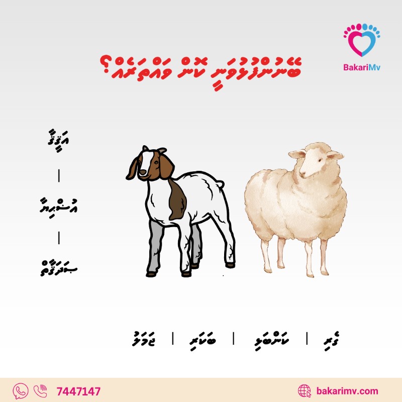 MvBakari's tweet photo. Choose the type livestock and the country to perform your Aqeeqa, Udhiya, or Sadaqah sacrifices.

Place order via our website: https://t.co/ETqDZbEQ1D
Contact: 9447147 https://t.co/AWwPbxytyU