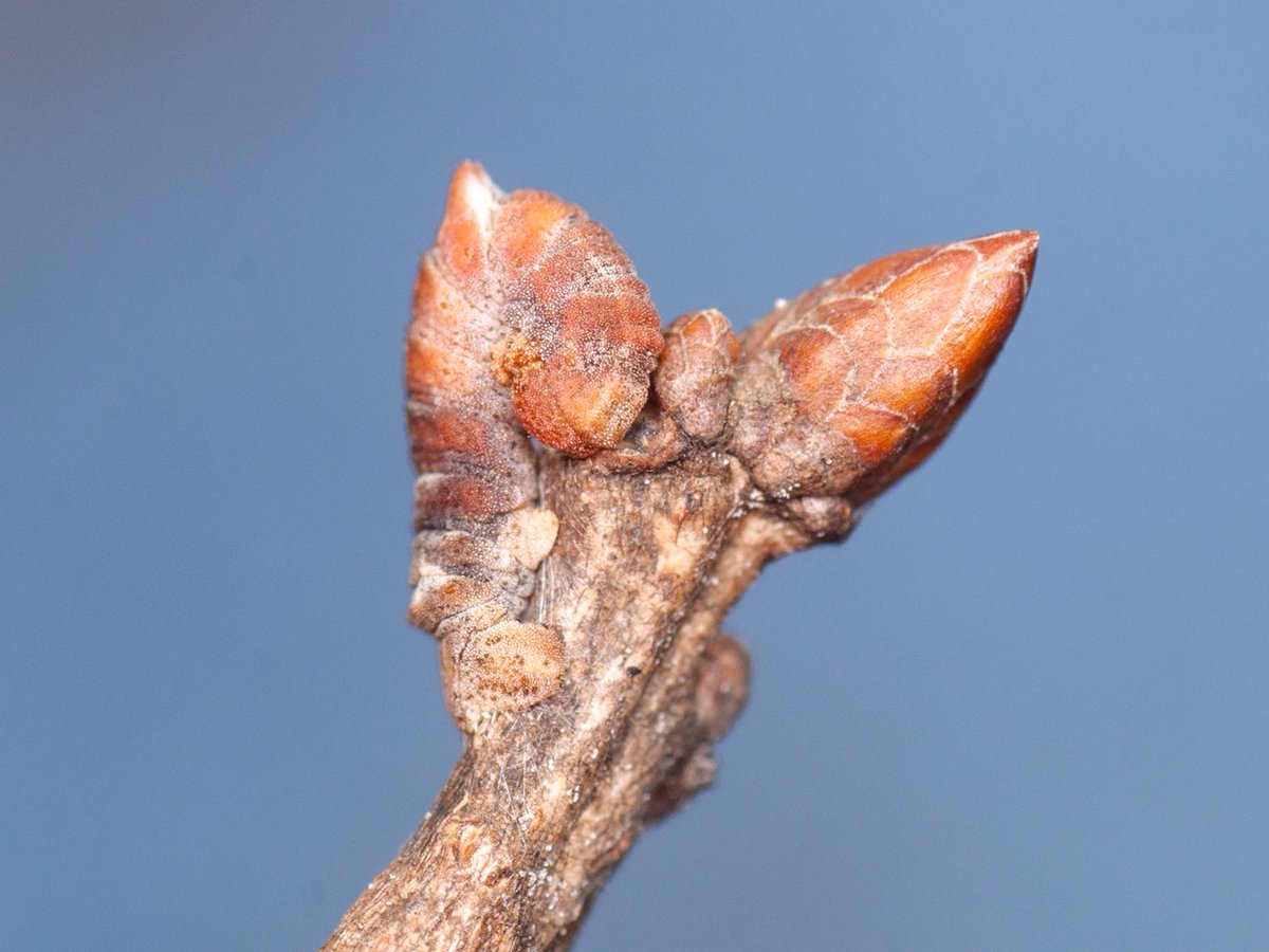 Check out this cute caterpillar camouflaged as a bud!