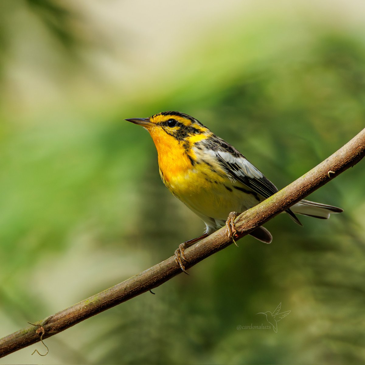 cuzy317's tweet photo. Estas pequeñas reinitas se están preparando para su viaje de regreso al norte 

🇨🇴Reinita gorjinaranja
🆔Setophaga fusca

Feliz martes para tod@s

#NaturePhotography 
#bird #TwitterNatureCommunity https://t.co/CoZhz5Bj0k