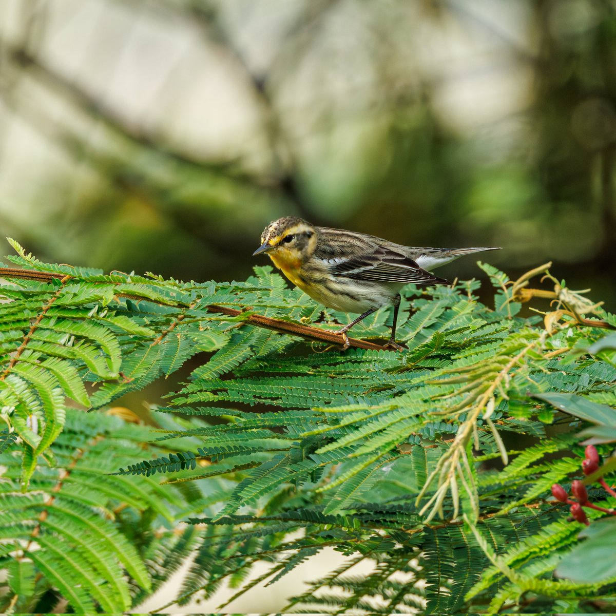 cuzy317's tweet photo. Estas pequeñas reinitas se están preparando para su viaje de regreso al norte 

🇨🇴Reinita gorjinaranja
🆔Setophaga fusca

Feliz martes para tod@s

#NaturePhotography 
#bird #TwitterNatureCommunity https://t.co/CoZhz5Bj0k