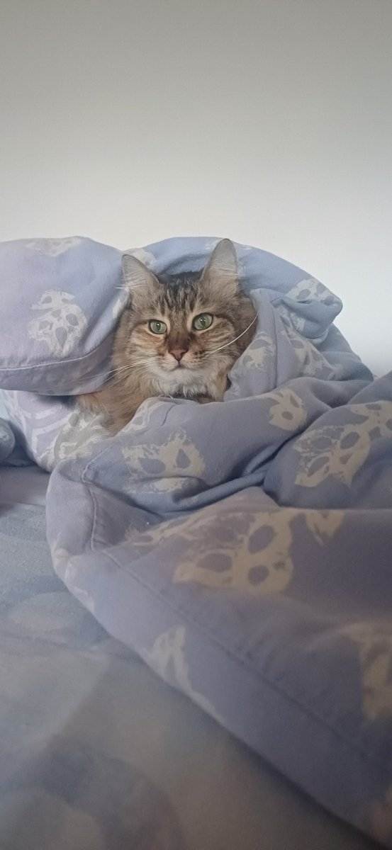 הייתי צריכה להפנים את המסר ולהישאר תחת השמיכה כי שום דבר בחוץ לא יהיה טוב יותר
(שלומציון על דוגמא אישית, 2025)
#שלומציוץ
#להחמיד_את_הפיד