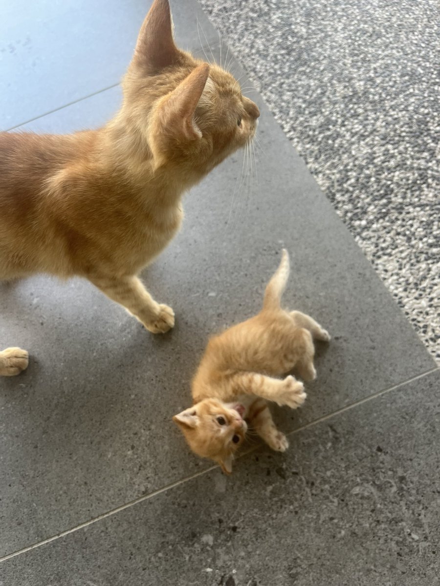 KaurAzauN tweet media