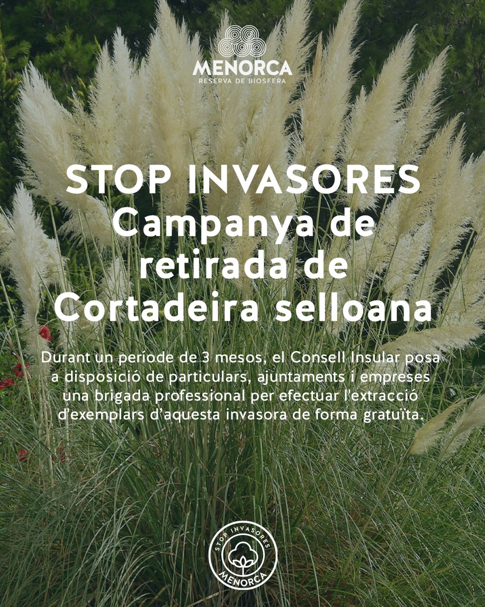 Iniciam una campanya de retirada de l'espècie de flora invasora Cortadeira selloana🙌🌱

👉 Durant 3 mesos, atendrem els avisos que faci qualsevol particular, empresa o ajuntament i retirarem els exemplars localitzats de forma gratuïta.

ℹ️bit.ly/CampanyaCortad…