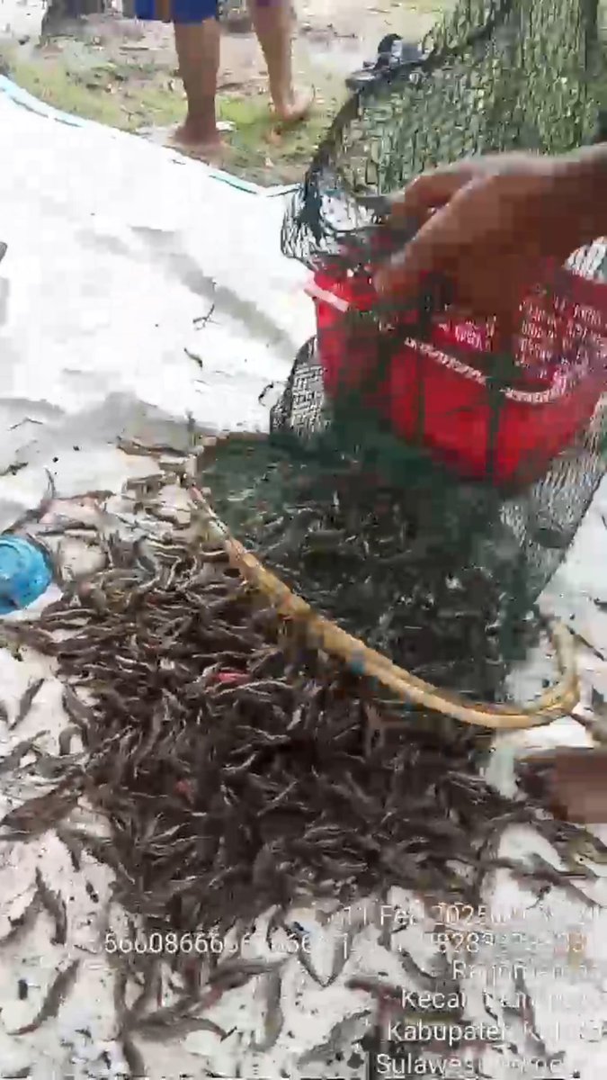 ashar_junianto's tweet photo. Selasa (11/2/2025),  Ashar Junianto, S.Pi, Luhkan Kab. Kolaka, di Pokdakan Harapan Baru  (Darmawati) Desa Toari, melaporkan produksi Udang Vaname, sebanyak 120 kg, size 100 an, luas tambak 1 ha harga 39.000/kg.

#GiatLuhkanSatminkalMaros #Kolaka #panen  @BRPBAP3_Maros https://t.co/QZm4fBaWeu
