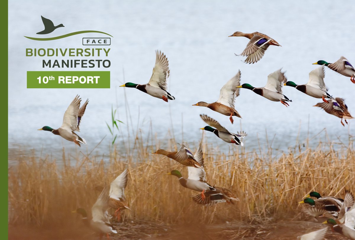 🦆🦌 The 10th FACE #BiodiversityManifesto Report highlights the crucial role #hunters play in nature conservation. Out of 581 documented case studies, 260 projects are dedicated to #HabitatRestoration!
🌍🤝 With the right support, these efforts can be scaled up to make an even