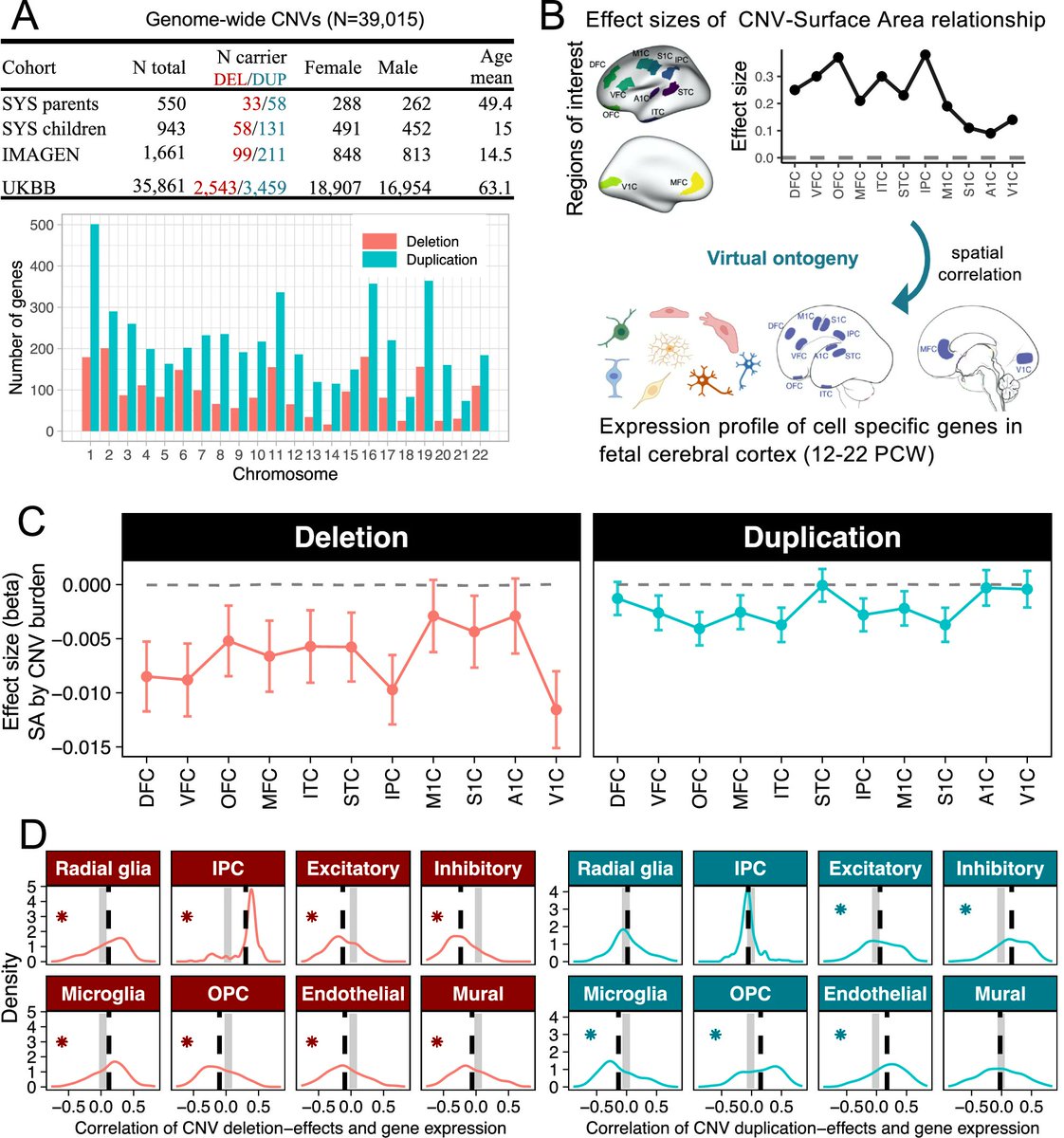 Kuldeep Kumar (@kkumar_iitkgp) on Twitter photo "Copy number variants and the tangential expansion of the cerebral cortex". Work led by Zhijie Liao & Tomas Paus, out in <a href="/NatureComms/">Nature Communications</a>, investigating the rare genetic architecture of the human cerebral cortex.
doi.org/10.1038/s41467…
Read content here: rdcu.be/eagHX "Copy number variants and the tangential expansion of the cerebral cortex". Work led by Zhijie Liao & Tomas Paus, out in <a href="/NatureComms/">Nature Communications</a>, investigating the rare genetic architecture of the human cerebral cortex.
doi.org/10.1038/s41467…
Read content here: rdcu.be/eagHX