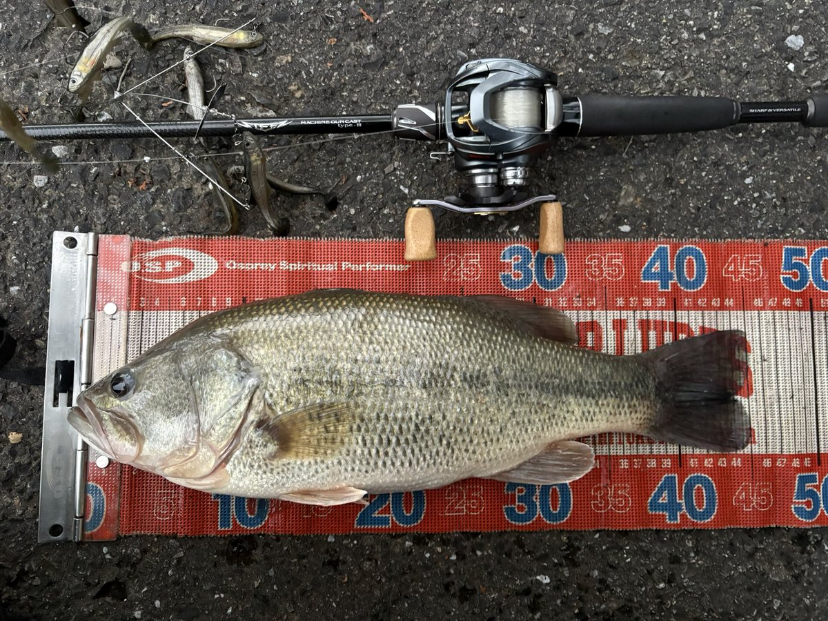 fishing0812's tweet photo. プロップゼロで40up2本⚡️

#incyde #インサイド 
#プロップフッカー #プロップフッカーゼロ https://t.co/Nm9ci8oO3H