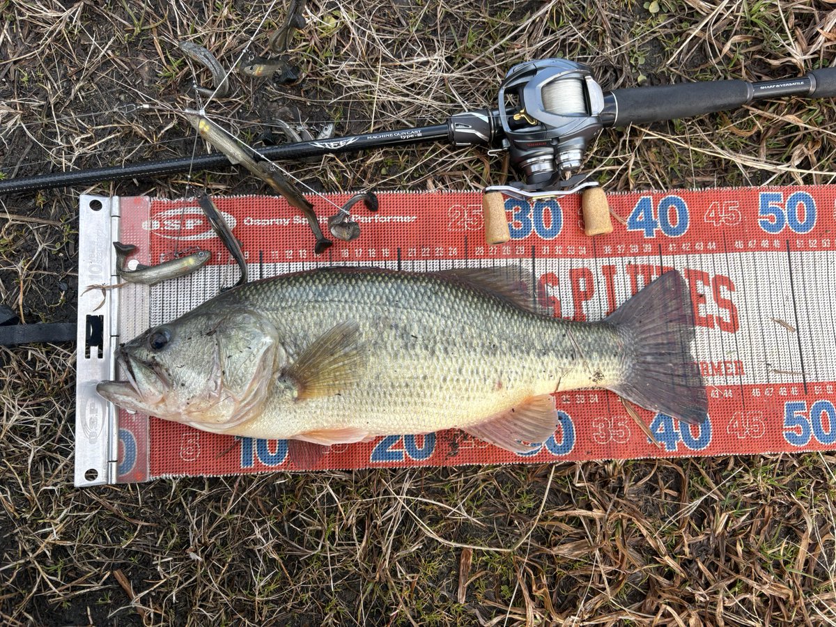 fishing0812's tweet photo. プロップゼロで40up2本⚡️

#incyde #インサイド 
#プロップフッカー #プロップフッカーゼロ https://t.co/Nm9ci8oO3H